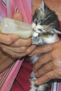Newborn kitten nursing