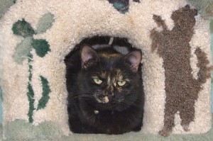 Picture of Sheena