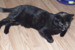 Picture of Sheena