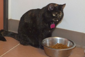 Picture of Sheena