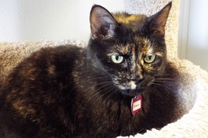 Picture of Sheena
