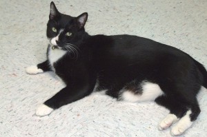 Picture of Butch