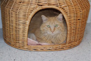 Picture of Tiger