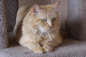 Picture of Tiger