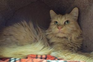 Picture of Tiger