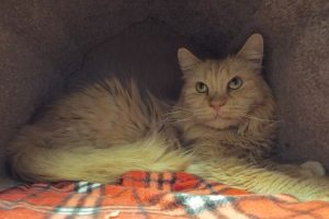 Picture of Tiger