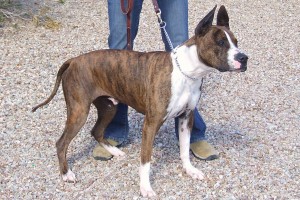 Picture of Butchie (CGC)
