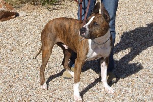 Picture of Butchie (CGC)