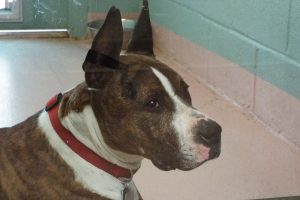 Picture of Butchie (CGC)