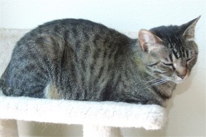 Picture of Ranger