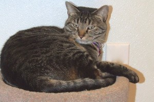 Picture of Ranger