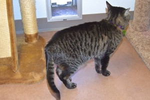 Picture of Ranger