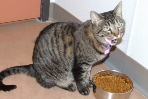 Picture of Ranger