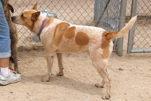 Picture of Rusty