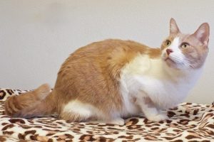 Picture of Jelly Bean