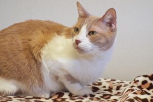 Picture of Jelly Bean