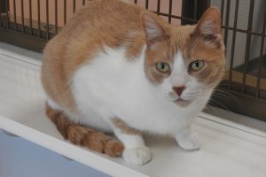 Picture of Jelly Bean