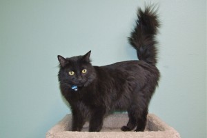 Picture of Ziva