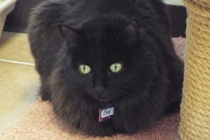 Picture of Ziva