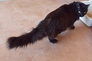 Picture of Ziva
