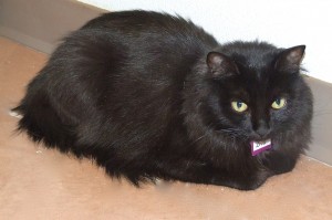 Picture of Ziva