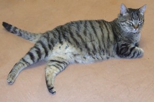 Picture of Kiwi
