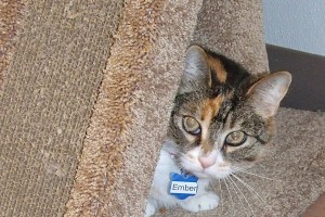 Picture of Ember