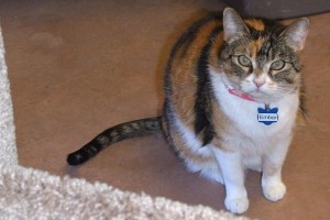 Picture of Ember
