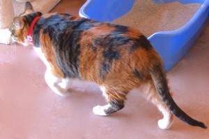Picture of Ember