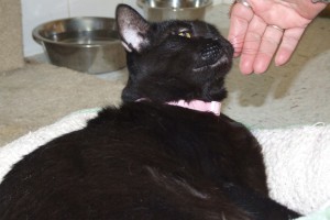 Picture of Suma