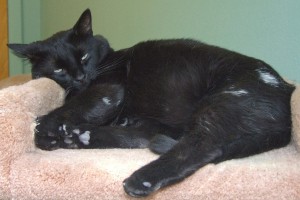 Picture of Salem