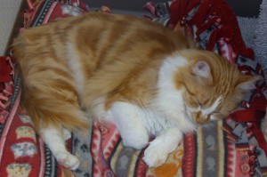Picture of Li'l Pumpkin