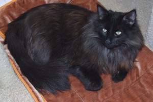 Picture of Schubert