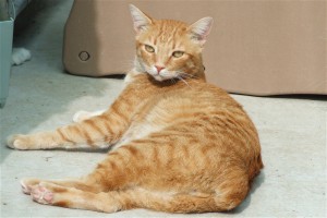 Picture of Archie