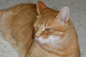 Picture of Archie