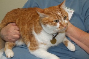 Picture of Pumpkin