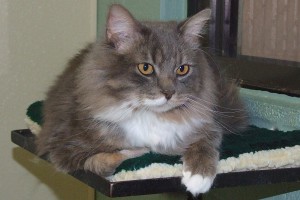 Picture of Smokey 2