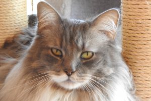 Picture of Smokey 2