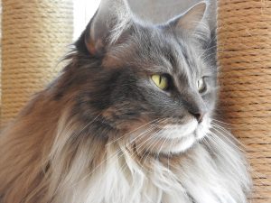 Picture of Smokey 2