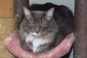 Picture of Smokey 2