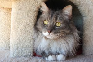 Picture of Smokey 2