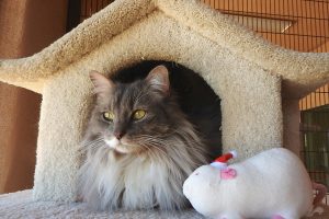 Picture of Smokey 2
