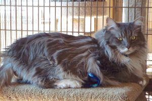 Picture of Smokey 2