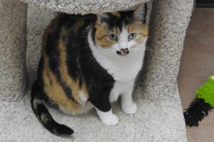 Picture of Spice