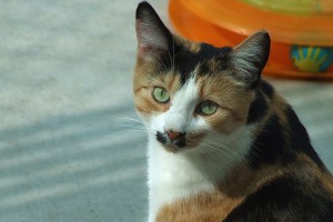 Picture of Spice