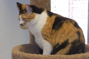Picture of Spice