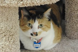Picture of Spice