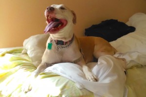 Picture of Diamond