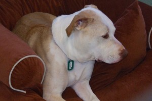 Picture of Diamond