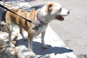 Picture of Diamond